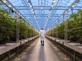 A worker walks past rows of cannabis plants growing in a greenhouse at the Hexo Corp. facility in Gatineau, Quebec. Nasdaq warned this week that the company had breached minimum bid price listing requirements by trading below US$1 for more than 30 days.