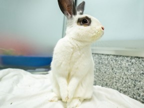 The Calgary Humane Society is holding a rabbit adoption event until the end of February.