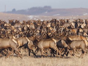 A herd of elk tries break into a trot in Grand Valley west of Cochrane, Ab., on Tuesday, March 1, 2022.
