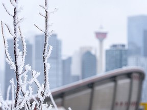 The Calgary skyline is seen behind a frost-covered branch as a fog advisory was issued for Calgary and central and southern Alberta on Wednesday, March 2, 2022.