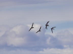 Pintail ducks wheel across the sky north of Barons, Ab., on Tuesday, March 15, 2022. Mike Drew/Postmedia