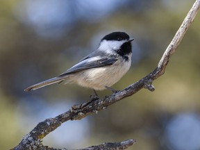 A black-capped chickadee sits on a branch at Fish Creek Park on Tuesday, March 16, 2021.
