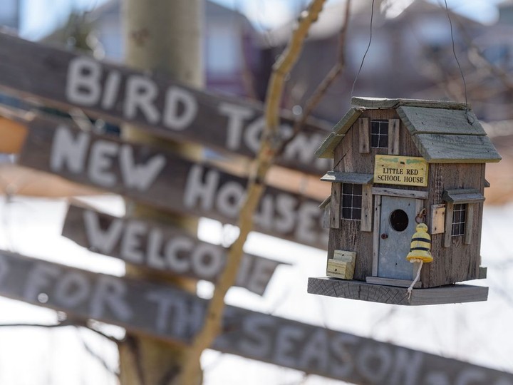  The city is asking residents of Royal Oak to remove the birdhouses and feeders they have placed in Royal Oak Circle Park.