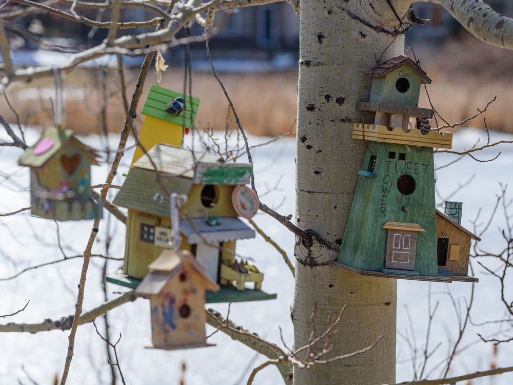 City of Calgary is asking the residents of Royal Oak to remove the bird houses/feeders they have placed at Bird Town in Royal Oak Circle Park by March, 31. 