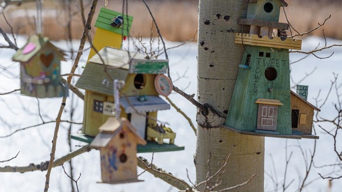 Evicting Bird Town: City says birdhouses in Royal Oak park need to go