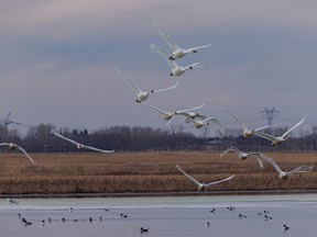 Tundra swans take off at Weed Lake near Langdon, Ab., on Tuesday, March 22, 2022.