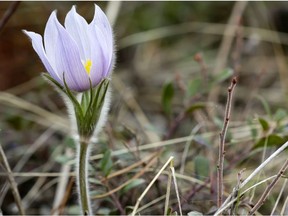 Crocuses popping up in fields is the first solid sign of spring in Alberta.