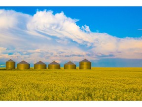 Canola fields ripen in Alberta.
