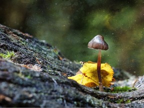 Psilocybin is a naturally occurring psychedelic prodrug compound produced by more than 200 species of mushrooms, collectively known as psilocybin mushrooms. Getty