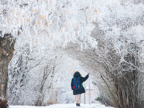 Hoar frost delicately coats tree branches in Calgary’s Rotary Park on Thursday, March 3, 2022.