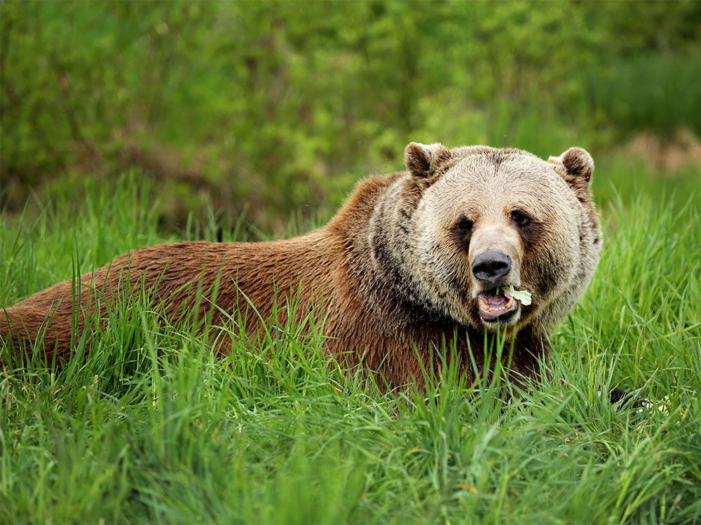 Boo the grizzly bear emerges from den for 20th time | Calgary Herald