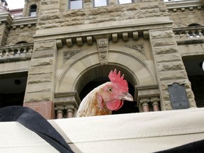 FILE PHOTO: Simon Walker, 9, holds his pet chicken, Benny, in front of City Hall in 2010.