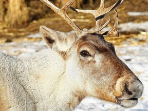 The woodland caribou will be temporarily moved out of the Calgary Zoo during the revamp of the Canadian Wilds zone.