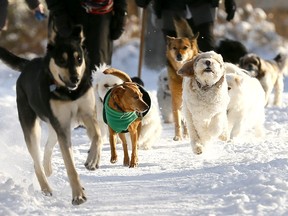 Dogs get their exercise at an off-leash park in Calgary.