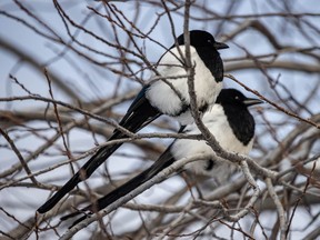 Magpies are among several fine-feathered friends in the running for Calgary's signature bird.