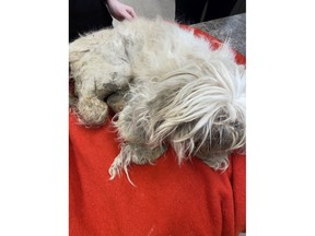 Auf einem von der Calgary Humane Society veröffentlichten Bild wird der Shih Tzu mit extrem matten Haaren gezeigt.  Der Hund wurde auch mit Kot und Urin bedeckt gefunden.