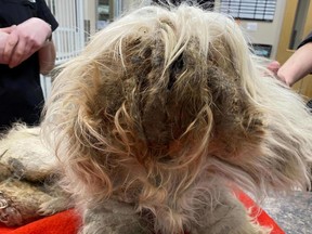 The Calgary Humane Society has released images of a severely neglected Shih-Tzu found wandering in Northeast Calgary on SUnday, March 20. They are hoping the public can help them find the dog's former owner.