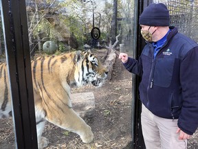 Veterinarian Chris Enright visits Samkha, a nine-year-old Amur tiger, at Assiniboine Park Zoo in Winnipeg on Oct. 25, 2021.