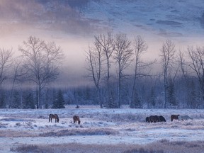 Horses and mist in the Three Point Creek valley near Millarville, Ab., on Tuesday, March 29, 2022.