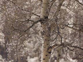 Late-day sun catches aspen catkins south of Sundre, Ab., on Tuesday, April 5, 2022.