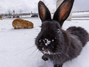 Bunnies hang out at a shopping centre in Seton on Friday, April 15, 2022.