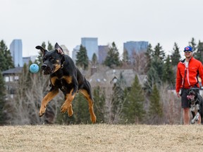 Cam Ursel plays with his dogs Rogers, left, and Ivy at River Park off-leash park on an overcast afternoon on Tuesday, April 26, 2022.