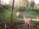 White-tailed deer and moose photographed with remote cameras by the Calgary Captured project. 
