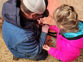 Averee’s husband Kelly Stabenou and their four-year-old daughter Harlie cut the umbilical cords of the triplets Peaches gave birth to last year. Averee Wallace/Photo