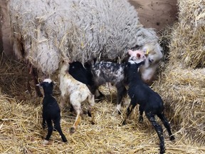 Peaches with her five lambs born on March 31. Averee Wallace/Photo