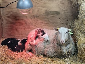 Peaches sits under a heat lamp with her five lambs born on March 31.