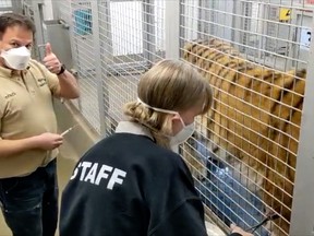 Staff members at the Calgary Zoo administer a COVID-19 vaccination to Sarma, an Amur tiger.