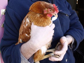 FILE PHOTO: Paul Hughes holds one of his Rhode Island red hens in his backyard on Thursday, March 25, 2010.