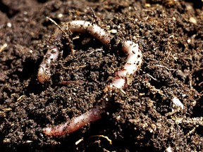 FILE PHOTO: An earthworm crawls in an Edmonton garden in 2014.