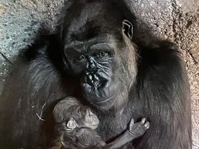 Dossi, the gorilla that lives at the Calgary Zoo/Wilder Institute, successfully gave birth to her baby early Wednesday morning.