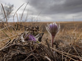 Weather-beaten crocuses on a ridge overlooking the Bow River near Carseland, Ab., on Tuesday, April 19, 2022. Mike Drew/Postmedia