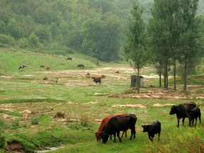 FILE PHOTO: Beef cattle graze in coulees washed out by heavy rains in Crawford County, Wisconsin  August 20, 2007.  REUTERS/Allen Fredrickson  (UNITED STATES)/File Photo