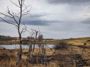 Cattle at a pond near Elnora, Ab., on Wednesday, April 27, 2022.