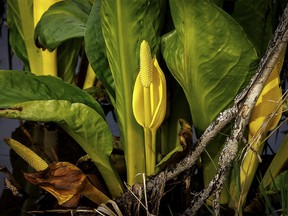 Evening light on skunk cabbage in the Creston Valley Wildlife Management Area in the Kootenay River valley west of Creston, B.C., on Monday, May 2, 2022.