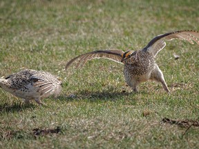 Male sharptail grouse battle on a dancing ground - called a lek - in the Porcupine Hills west of Stavely, Ab., on Saturday, May 7, 2022.