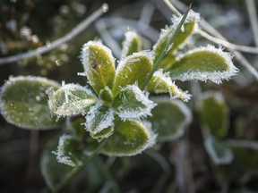 Big frost crystals on the tiny leaves of kinnikinnick on a chilly morning in Sheep River Provincial Park west of Turner Valley, Ab. on Monday, May 23, 2022.