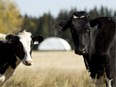 Holstein cattle are seen grazing in a field in Leduc County.