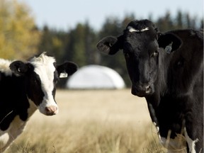 Holstein cattle are seen grazing in a field in Leduc County.