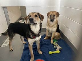 The Calgary Humane Society is asking dog owners to consider spaying or neutering their dogs to prevent unplanned litters, after they seized a combined 40 dogs from two homes with waste-covered conditions. The dogs pictured were seized from the first home, where 14 dogs, primarily adolescents, were living in poor conditions.