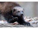 Wolverines can teach us that we are braver and more persistent than we realize, writes Pastor John Van Sloten.  Wolverine file photo from AFP/FREDERICK FLORINFREDERICK FLORIN/AFP/Getty Images.