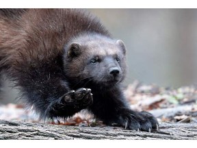 Wolverines can teach teach us that we are braver and more tenacious than we realize, writes Pastor John Van Sloten. Wolverine file photo from AFP / FREDERICK FLORINFREDERICK FLORIN/AFP/Getty Images.