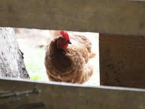 A chicken looks in the barn at Honey Brook Farm in Schuylkill Haven, Pa., on Monday, April 18, 2022.