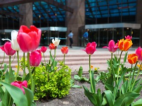 Hundreds of colorful tulips brighten the landscape in front of the Suncor Energy building in Calgary Wednesday, May 25, 2022.