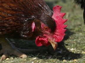 A chicken is shown feeding in this 2004 file photo. The Canadian Food Inspection Agency has confirmed two more outbreaks of avian influenza in small flocks, one in southern British Columbia, the other in southeastern Alberta.