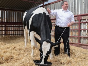 Premier Jason Kenney meets a cow after announcing new provincial funding for the faculty of veterinary medicine at the University of Calgary on Tuesday, May 10, 2022.