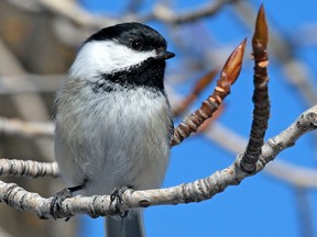 A black-capped chickadee rests on a branch in Fish Creek Provincial Park in Calgary on Tuesday, March 2, 2021. The species has won the city-wide competition to become Calgary's official bird.